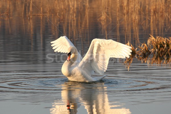 łabędź jezioro skrzydełka słoneczny rano piękna Zdjęcia stock © nature78