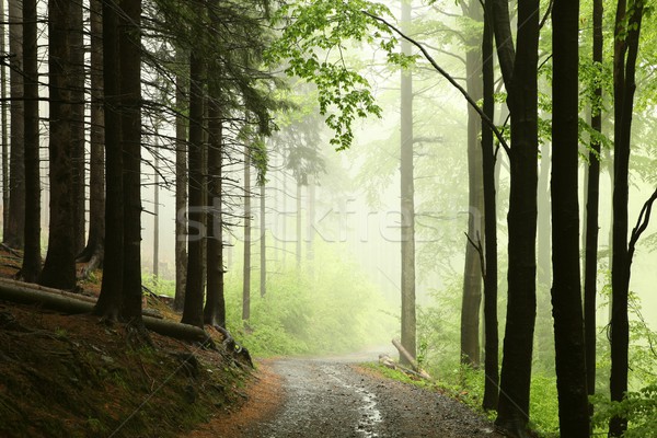 Percorso mattina foresta primavera precipitazioni Foto d'archivio © nature78