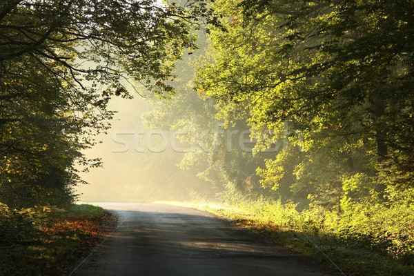 レーン 森林 田舎道 を実行して 秋 ストックフォト © nature78