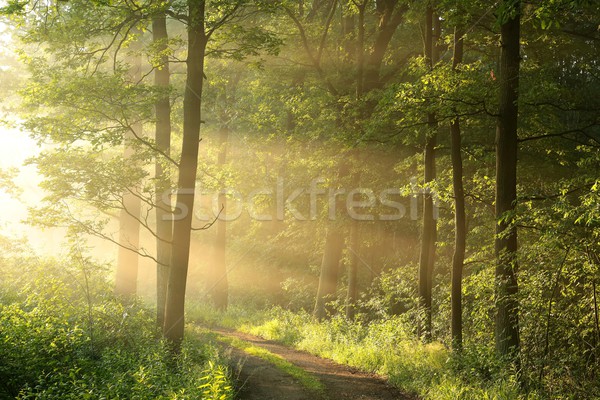 春 森林 午前 未舗装の道路 落葉性の ストックフォト © nature78
