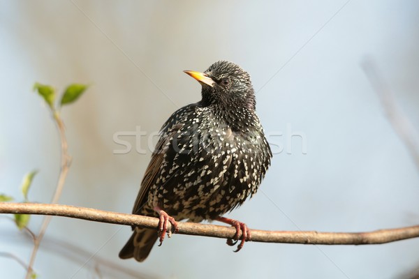 Common Starling Stock photo © nature78