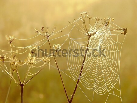 蜘蛛網 草地 早晨 草 商業照片 © nature78
