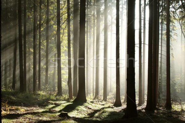 Stock photo: Coniferous forest in the sunshine