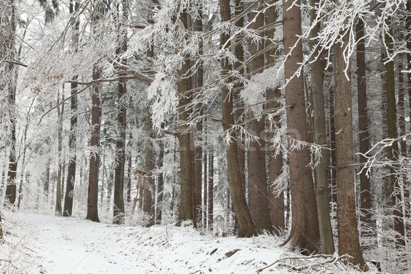 Winter coniferous forest Stock photo © nature78
