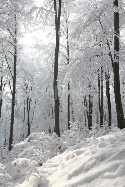 Beech forest on frosty winter day Stock photo © nature78