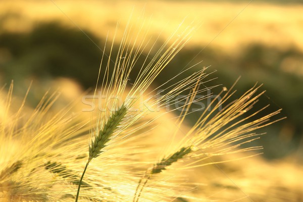 уха пшеницы утра солнце весны Сток-фото © nature78