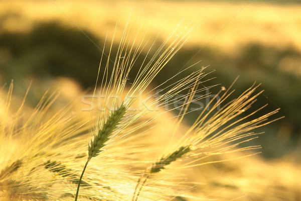 耳朵 小麥 麥田 早晨 太陽 春天 商業照片 © nature78