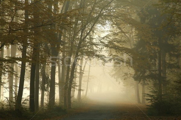Bos weg dawn mistig zon blad Stockfoto © nature78