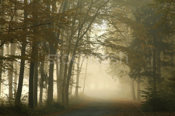 Wald Straße Morgengrauen neblig Sonne Blatt Stock foto © nature78