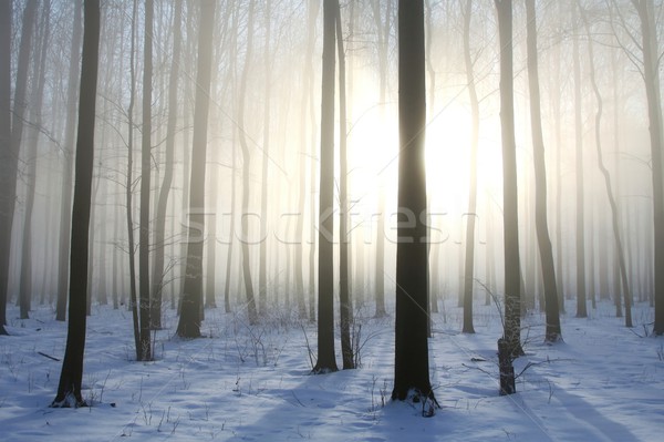 冬 森林 日の出 落葉性の 雪 ストックフォト © nature78