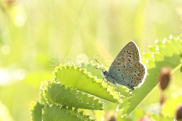[[stock_photo]]: Papillon · printemps · prairie · oeil · herbe