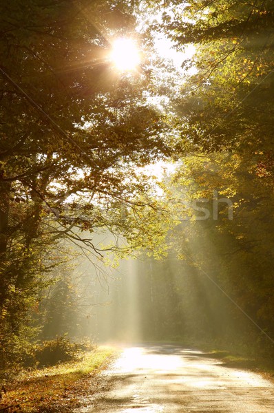 Stock photo: Forest road in autumn morning