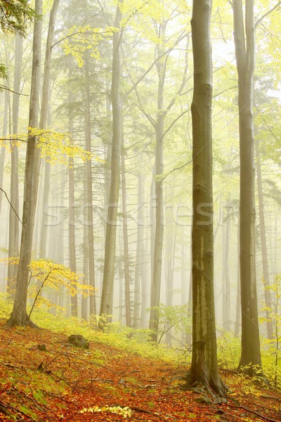 Stock fotó: ősz · erdő · hegy · emelkedő · természet · tartalék