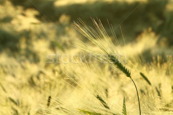 耳朵 麥田 早晨 太陽 春天 商業照片 © nature78