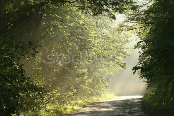 Stock fotó: Tavasz · erdő · hajnal · sáv · fut · lombhullató