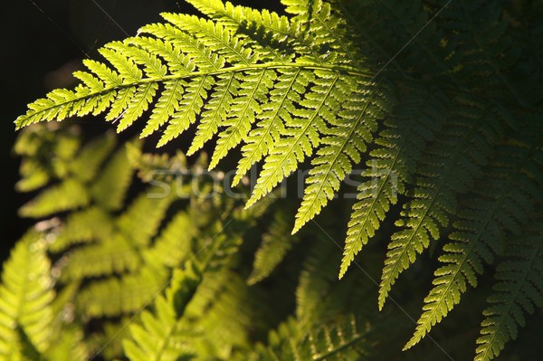 [[stock_photo]]: Fougère · forêt · matin · soleil · résumé