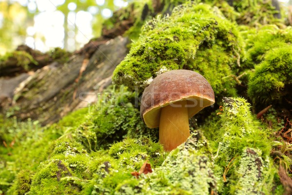 Stock photo: Fungus in the forest