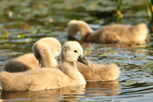 Family of young swans Stock photo © nature78