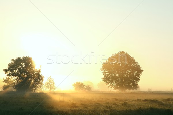 Stockfoto: Voorjaar · weide · dawn · bomen · mistig · gras