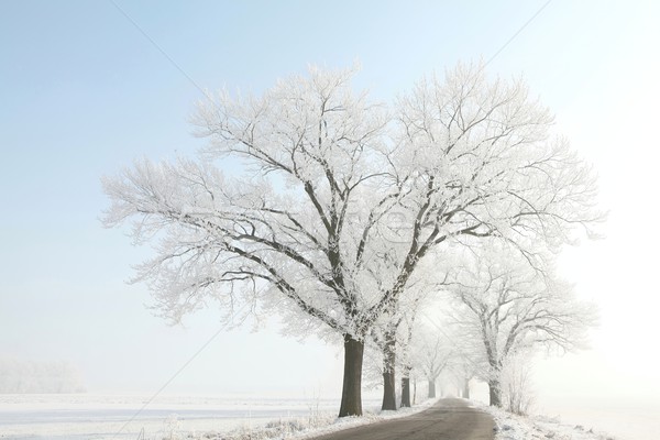 Trees on a sunny winter morning Stock photo © nature78