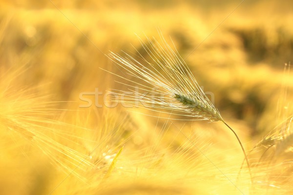 уха пшеницы утра солнце весны Сток-фото © nature78