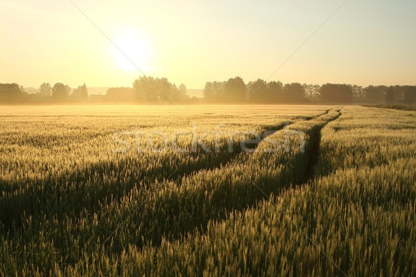 Misty sunrise campo strada sterrata campo di grano Foto d'archivio © nature78