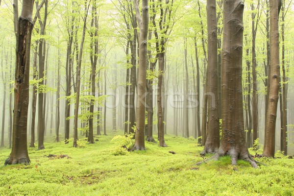 Stok fotoğraf: Bahar · orman · sis · dağ · doğa