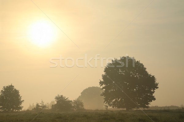 Chêne misty matin début automne herbe [[stock_photo]] © nature78