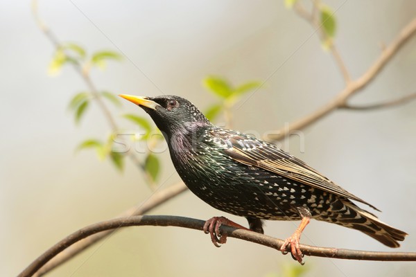 支店 森林 空 木 日照 紫色 ストックフォト © nature78