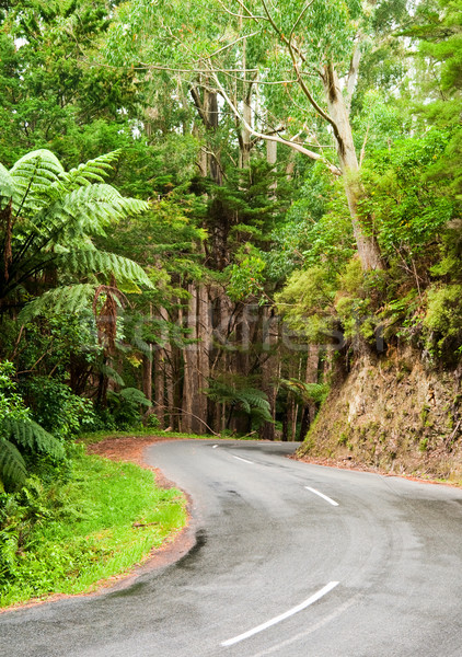 Rainforest road Stock photo © naumoid
