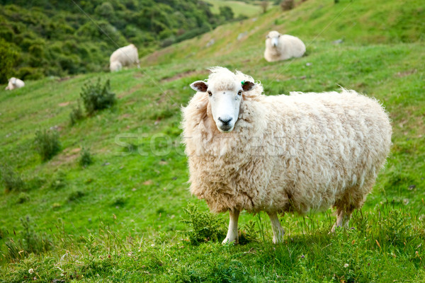 Moutons Nouvelle-Zélande herbe domaine ferme Photo stock © naumoid