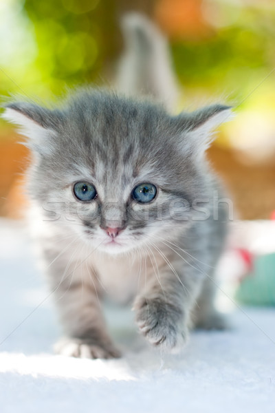 Walking kitten Stock photo © naumoid