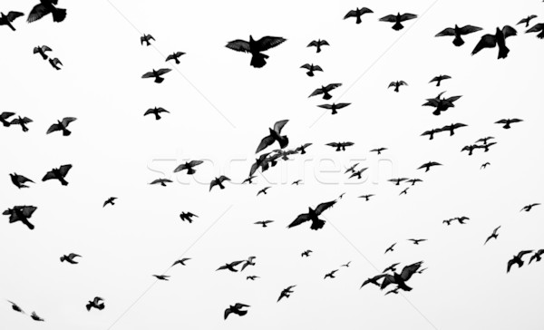 Birds silhouettes Stock photo © naumoid