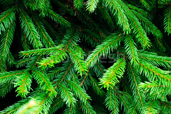 Groene boom natuur Stockfoto © naumoid