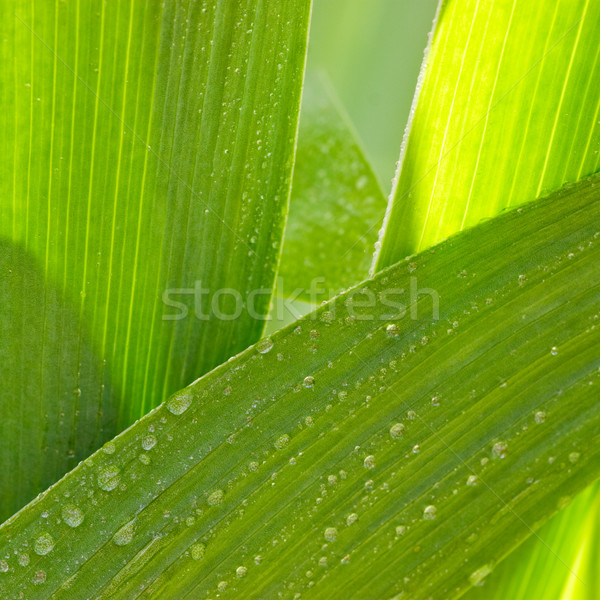 [[stock_photo]]: Feuilles · vertes · iris · fleur · gouttes · d'eau · eau · texture