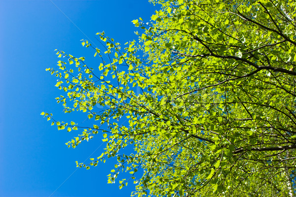 Betulla albero primavera fresche fogliame cielo blu Foto d'archivio © naumoid