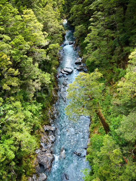 Rainforest river Stock photo © naumoid