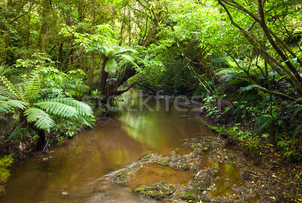 Rainforest Stock photo © naumoid