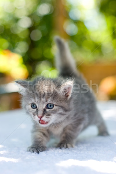 Walking kitten Stock photo © naumoid