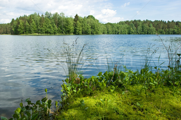 Zomer bos meer afstandsbediening boom gras Stockfoto © naumoid