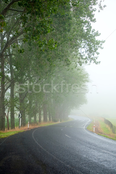 Nebuloso estrada estrada rural beira da estrada árvores nebuloso Foto stock © naumoid