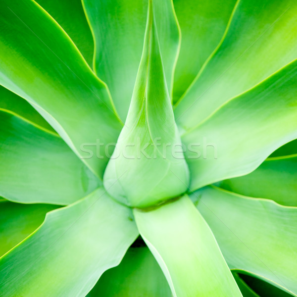 [[stock_photo]]: Agave · feuilles · vertes · peu · profond · accent · fond