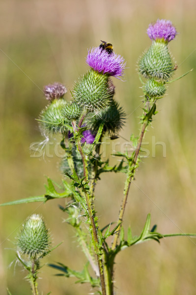 Bee on a thistle Stock photo © naumoid