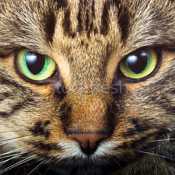 Rechtdoor zicht portret oog gezicht Stockfoto © naumoid