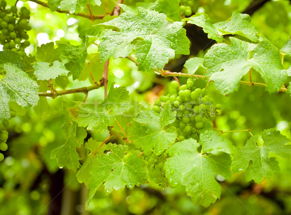 Vineyard Stock photo © naumoid