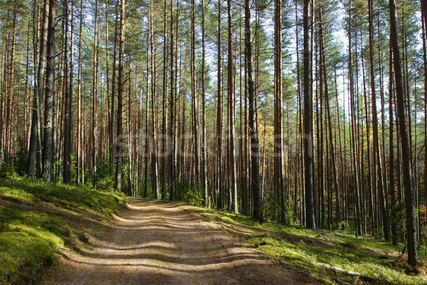 Orman yol yaz doğa yaprak seyahat Stok fotoğraf © naumoid