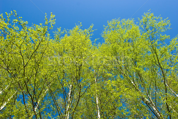 Betulla alberi primavera fresche fogliame cielo blu Foto d'archivio © naumoid