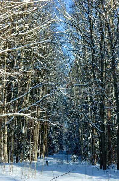 Pădure poiana iarnă natură lumina albastru Imagine de stoc © naumoid