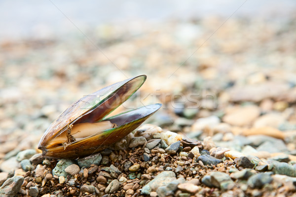 Greenshell mussel on a beach Stock photo © naumoid
