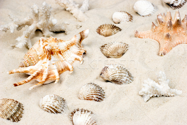 Shells on sand Stock photo © naumoid
